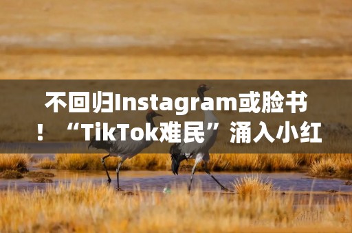 不回归Instagram或脸书！“TikTok难民”涌入小红书