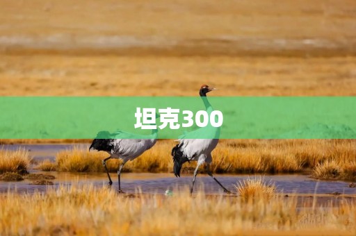 坦克300